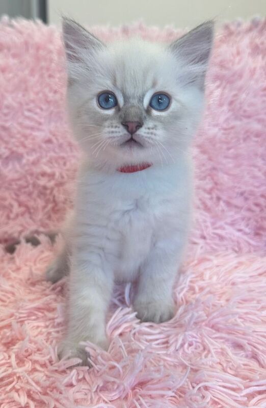 Ragdoll Kittens For Sale