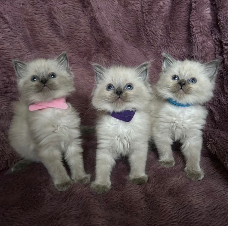 Ragdoll Kittens For Sale
