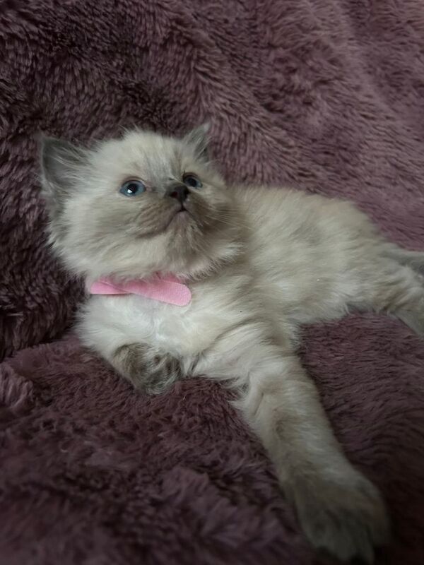 Ragdoll kittens for sale in Southend-on-Sea, Essex – 6 weeks old - Image 2 of 4
