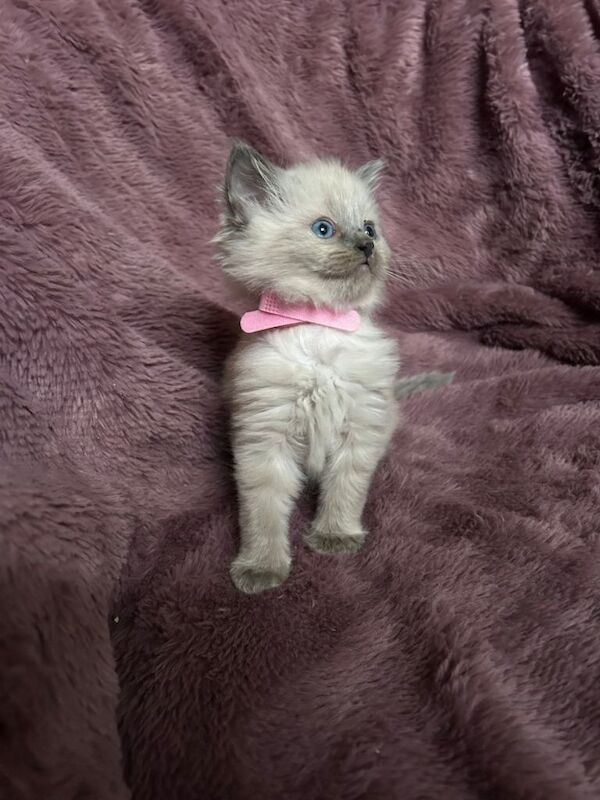 Ragdoll kittens for sale in Southend-on-Sea, Essex – 6 weeks old - Image 3 of 4
