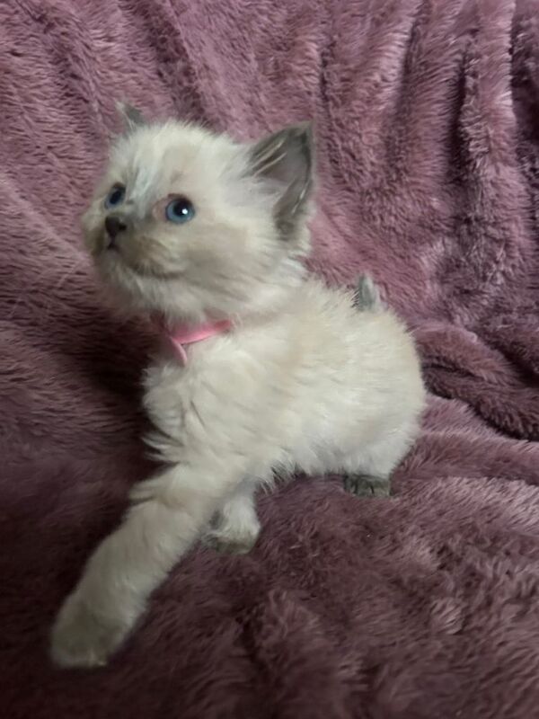 Ragdoll kittens for sale in Southend-on-Sea, Essex – 6 weeks old - Image 4 of 4