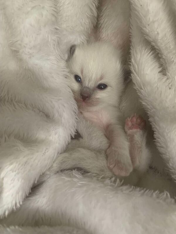 Ragdoll kittens for sale in Wyke, West Yorkshire – 5 weeks old