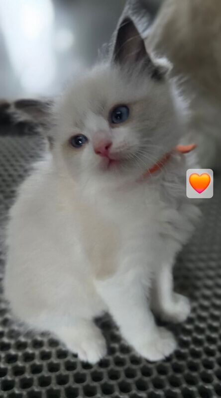 Ragdoll kittens for sale in East End, East Riding of Yorkshire – 7 weeks old