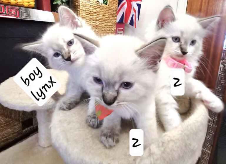 “Beautiful Ragdoll Kittens – Loving Home Raised”