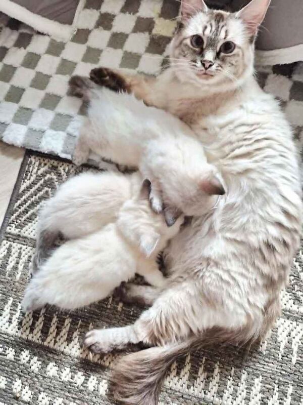 “Beautiful Ragdoll Kittens – Loving Home Raised” - Image 2 of 6