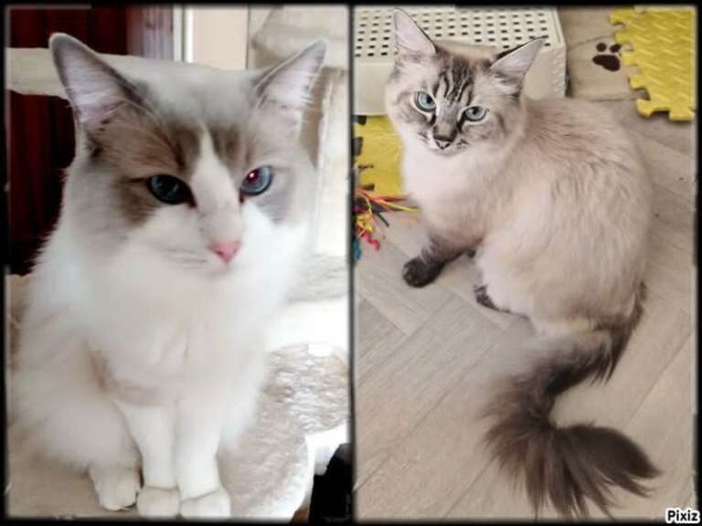 “Beautiful Ragdoll Kittens – Loving Home Raised” - Image 3 of 6