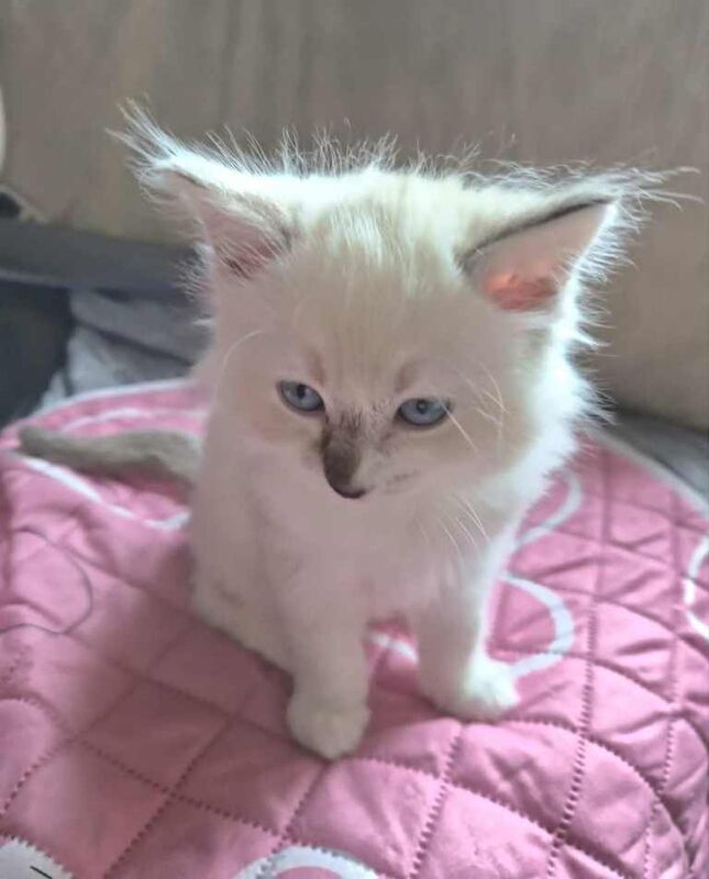 “Beautiful Ragdoll Kittens – Loving Home Raised” - Image 4 of 6