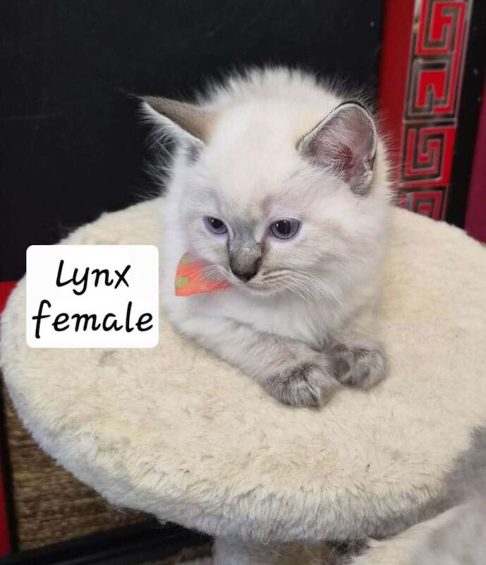 “Beautiful Ragdoll Kittens – Loving Home Raised” - Image 5 of 6