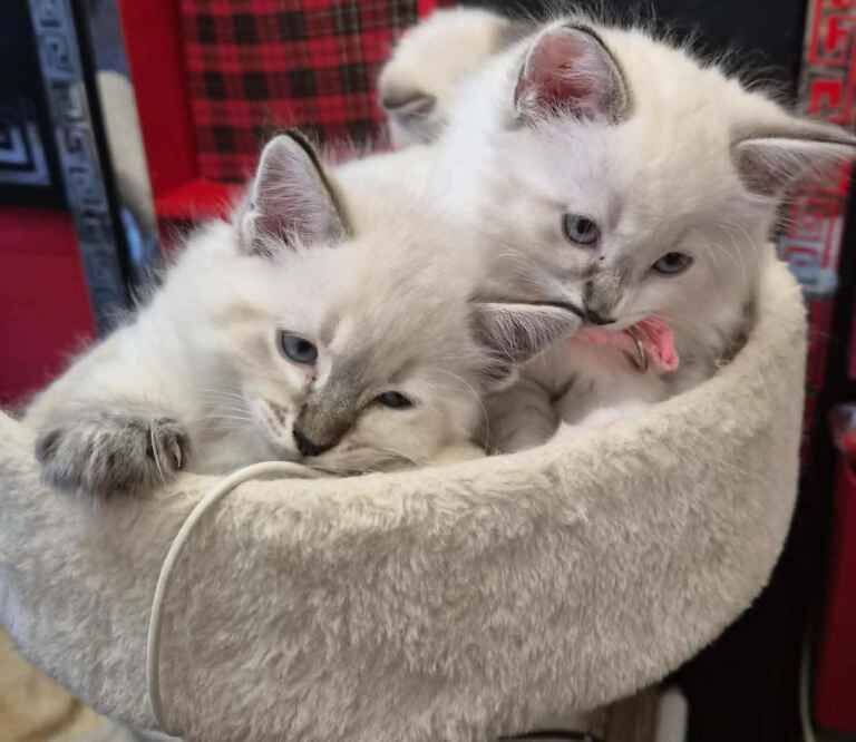 “Beautiful Ragdoll Kittens – Loving Home Raised” - Image 6 of 6