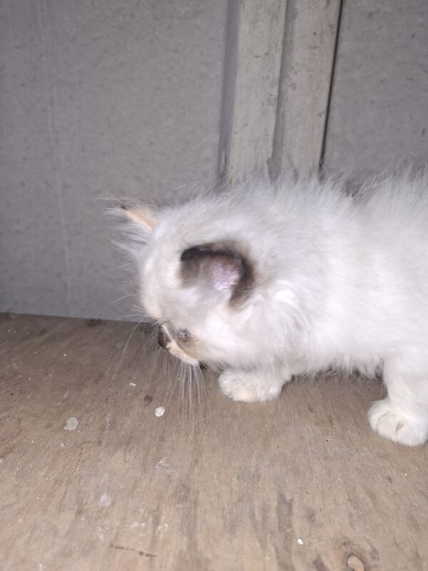 Ragdoll kittens for sale in Chorley, Lancashire – 7 weeks old