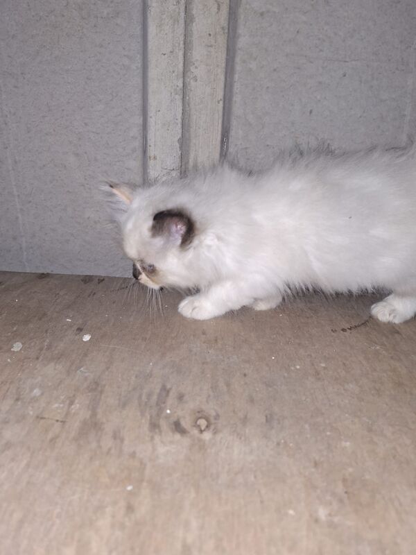 Ragdoll kittens for sale in Chorley, Lancashire – 8 weeks old - Image 2 of 8