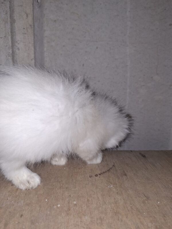 Ragdoll kittens for sale in Chorley, Lancashire – 8 weeks old - Image 3 of 8