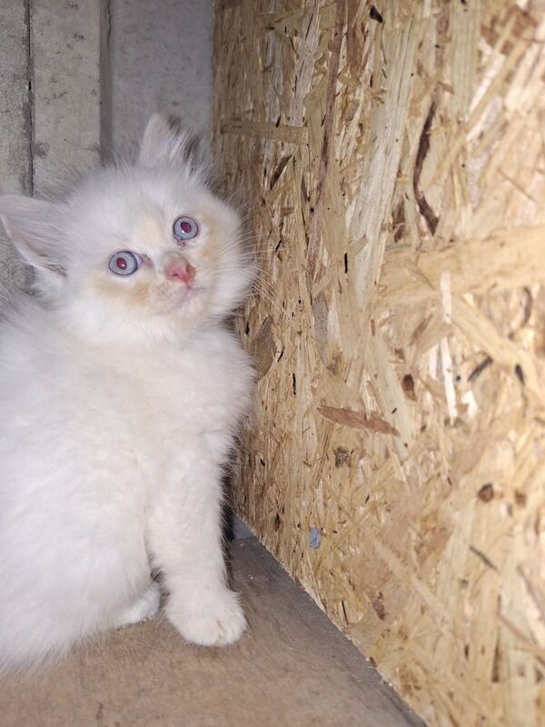 Ragdoll kittens for sale in Chorley, Lancashire – 8 weeks old - Image 4 of 8