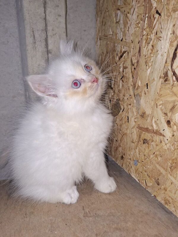 Ragdoll kittens for sale in Chorley, Lancashire – 8 weeks old - Image 5 of 8