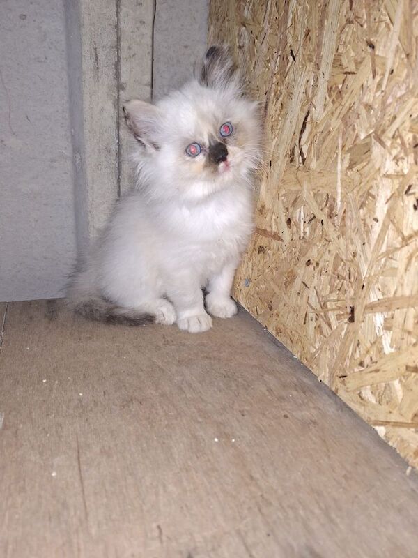 Ragdoll kittens for sale in Chorley, Lancashire – 8 weeks old - Image 6 of 8