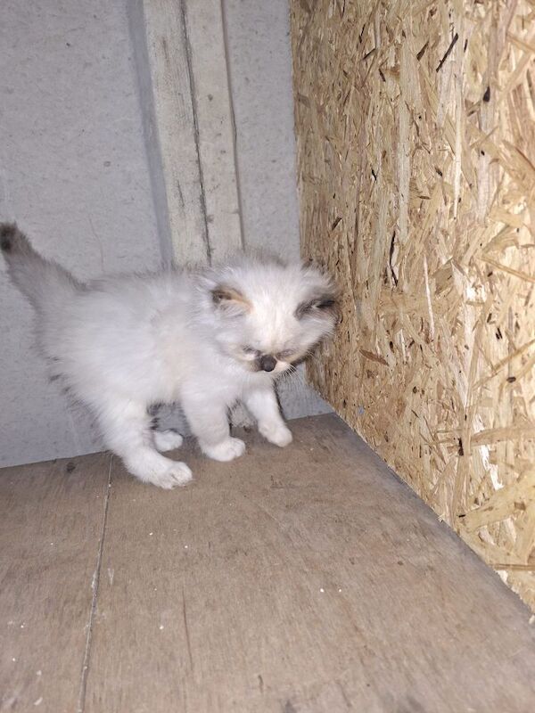 Ragdoll kittens for sale in Chorley, Lancashire – 8 weeks old - Image 7 of 8
