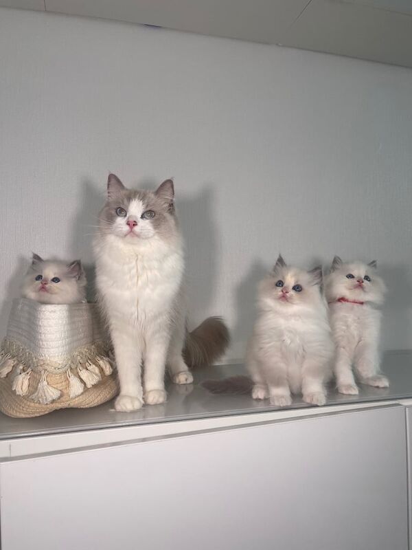 Ragdoll kittens for sale in Hillingdon, Greater London – 8 weeks old
