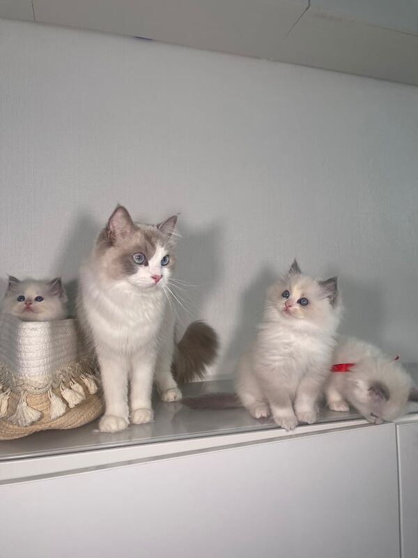 Ragdoll kittens for sale in Hillingdon, Greater London – 9 weeks old - Image 2 of 3
