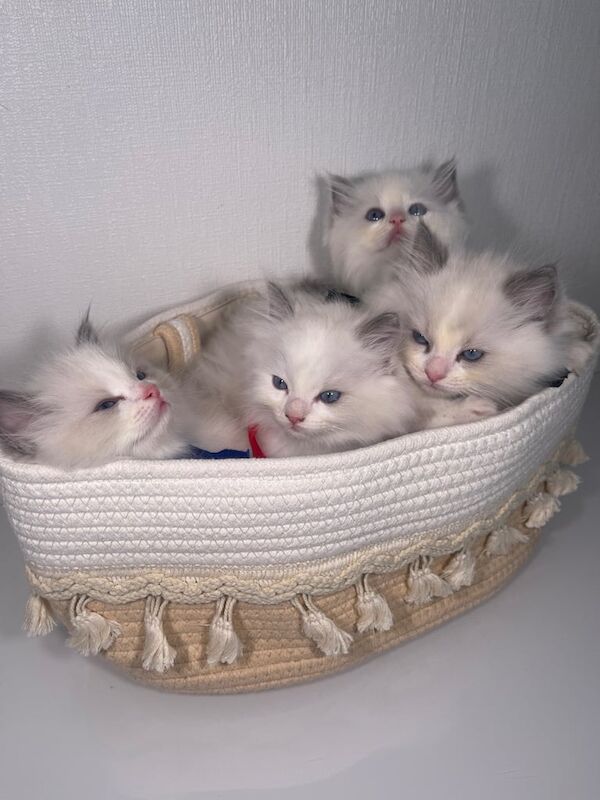 Ragdoll kittens for sale in Hillingdon, Greater London – 9 weeks old - Image 3 of 3