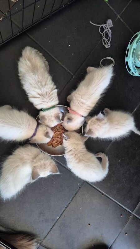 Beautiful Ragdoll kittens ready to go