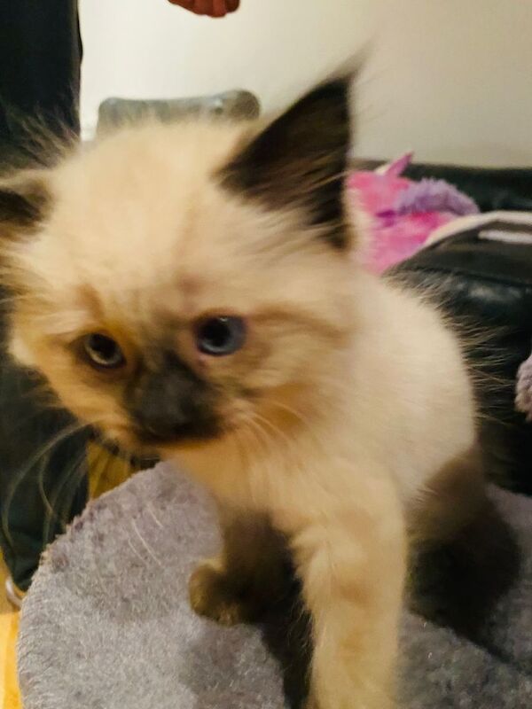 Beautiful Ragdoll Mix Kittens - Image 2 of 4
