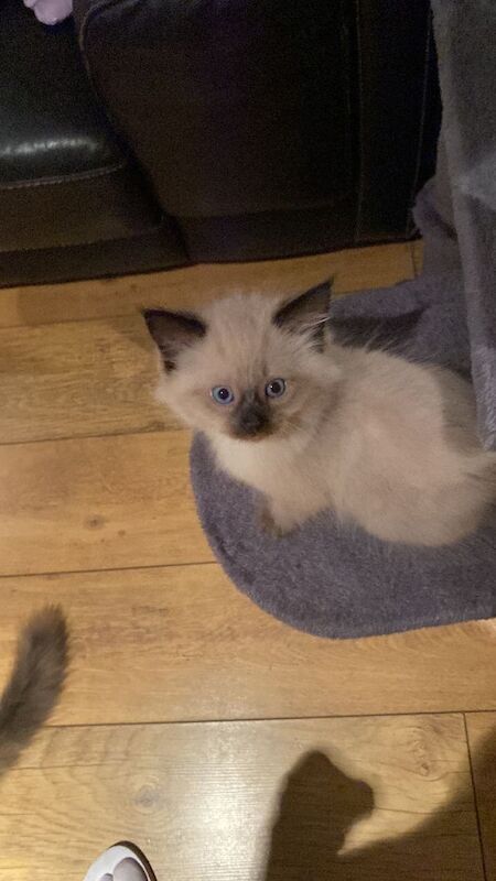 Beautiful Ragdoll Mix Kittens - Image 3 of 4