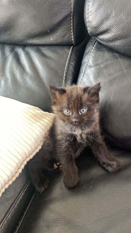 Beautiful Ragdoll Mix Kittens - Image 4 of 4