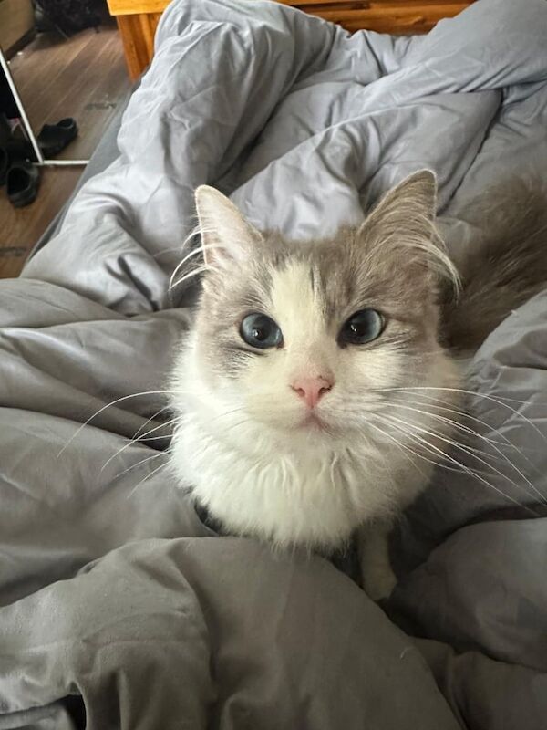 Ragdoll kittens for sale in Trinity, City of Edinburgh – 2 years old
