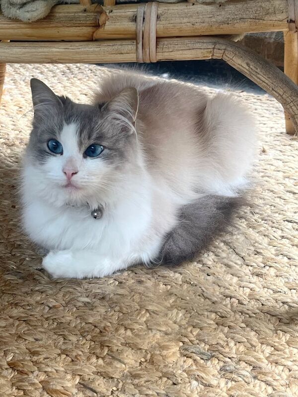 Ragdoll kittens for sale in Trinity, City of Edinburgh – 2 years old - Image 2 of 3