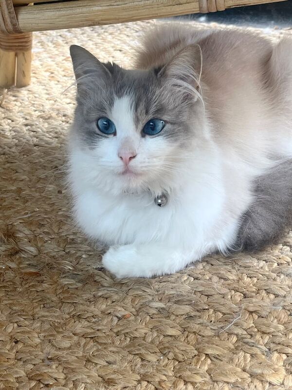 Ragdoll kittens for sale in Trinity, City of Edinburgh – 2 years old - Image 3 of 3