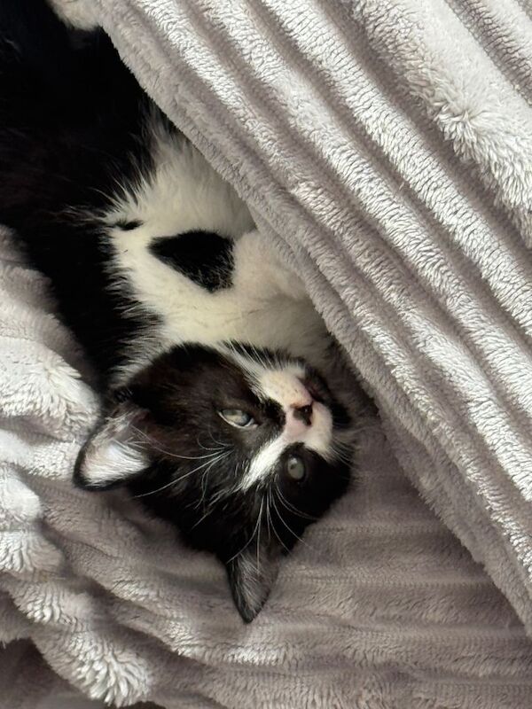 Ragdoll Kittens For Sale Under £300