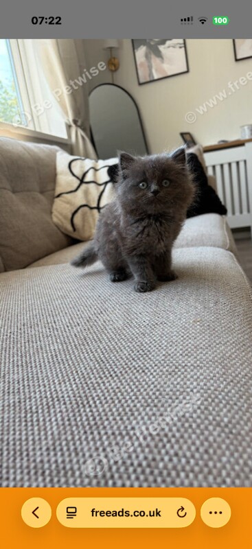 Beautiful Ragdoll x female ready now!!