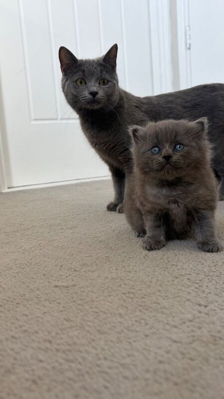 Beautiful Ragdoll x female ready now!! - Image 2 of 3