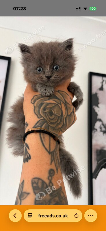 Beautiful Ragdoll x female ready now!! - Image 3 of 3