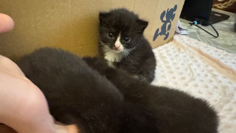 Ragdoll kittens for sale in Laindon, Essex – 2 weeks old - Image 2 of 3