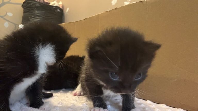 Ragdoll kittens for sale in Laindon, Essex – 2 weeks old - Image 3 of 3