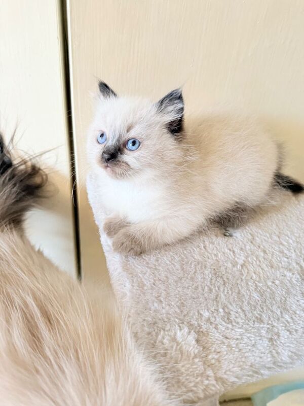 Beautiful seal point male kitten.