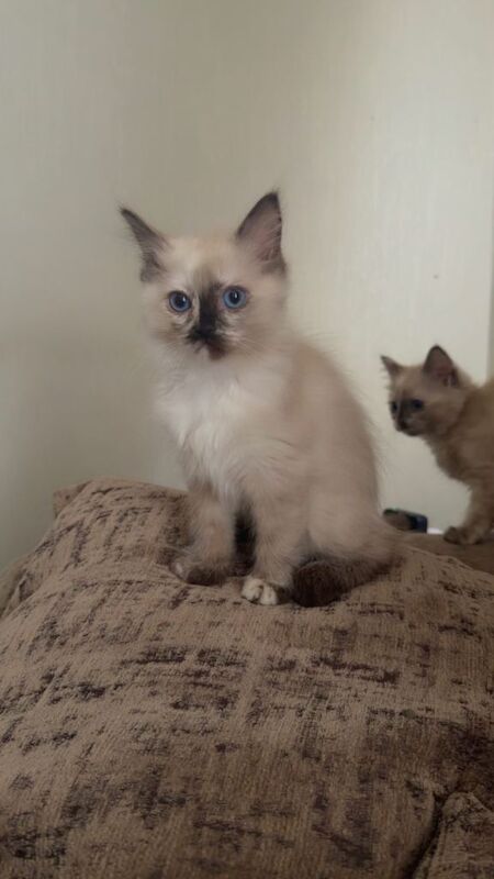 Beautiful Seal Tortie-Point Ragdoll Girl