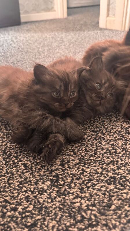Ragdoll kittens for sale in Bradford, West Yorkshire – 8 weeks old