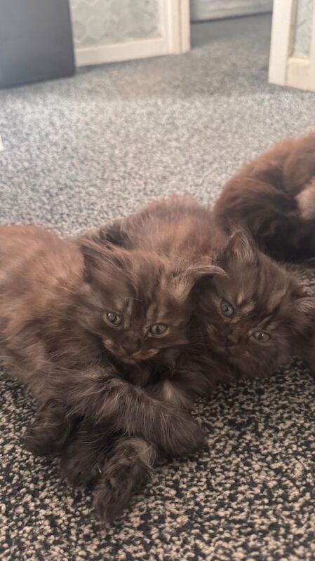 Ragdoll kittens for sale in Bradford, West Yorkshire – 9 weeks old - Image 2 of 6