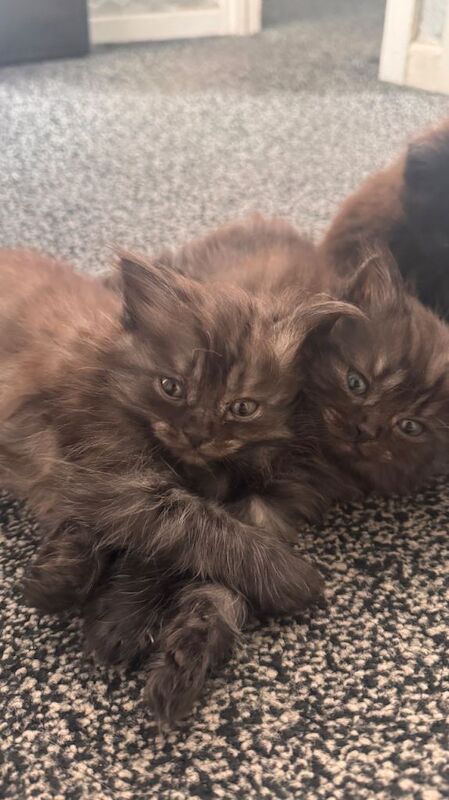 Ragdoll kittens for sale in Bradford, West Yorkshire – 9 weeks old - Image 3 of 6