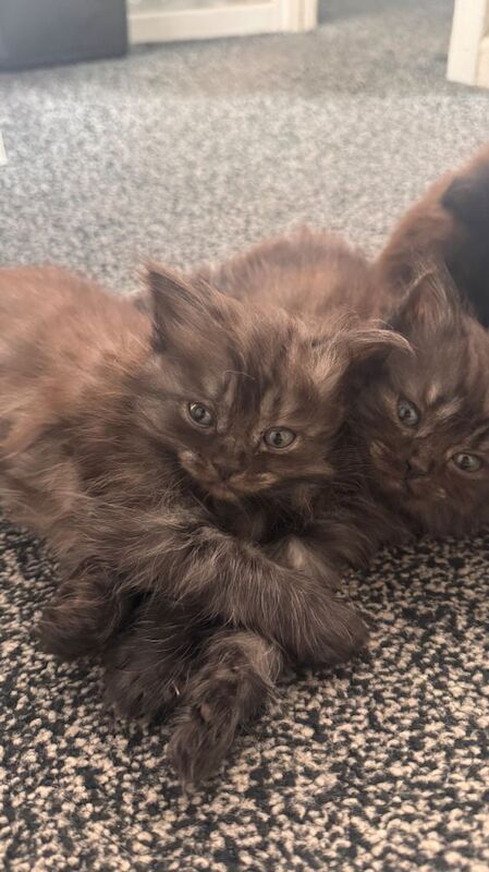 Ragdoll kittens for sale in Bradford, West Yorkshire – 9 weeks old - Image 4 of 6