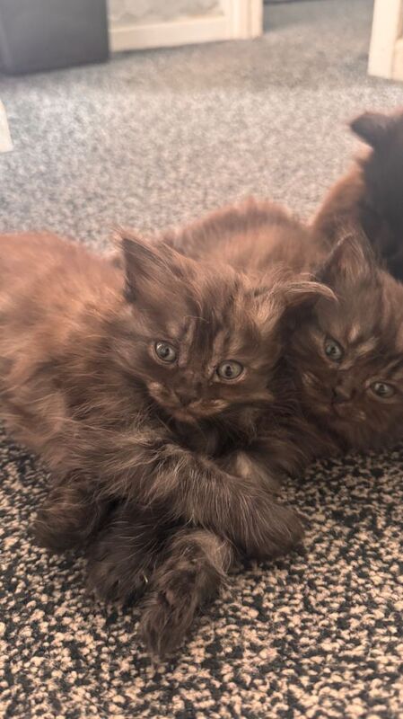Ragdoll kittens for sale in Bradford, West Yorkshire – 9 weeks old - Image 5 of 6
