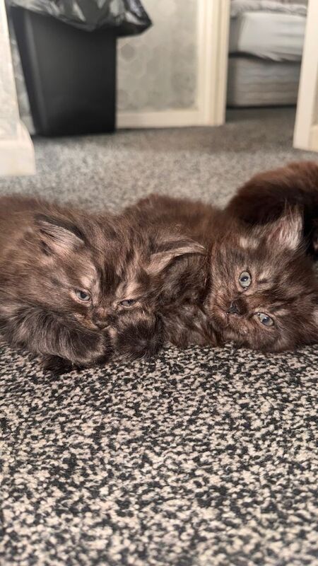Ragdoll kittens for sale in Bradford, West Yorkshire – 9 weeks old - Image 6 of 6