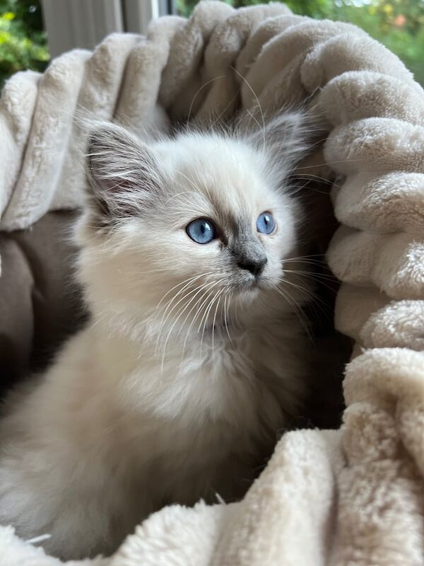 Beautiful true Ragdoll kittens for sale in Bournemouth, Dorset