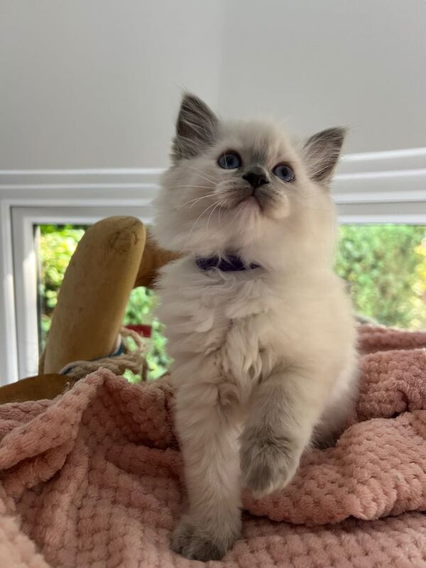 Beautiful true Ragdoll kittens for sale in Bournemouth, Dorset | Image 2
