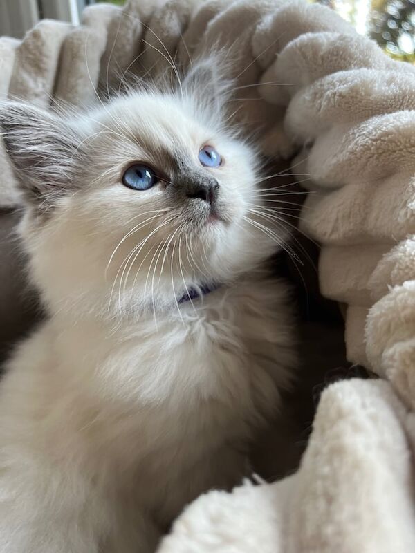 Beautiful true Ragdoll kittens for sale in Bournemouth, Dorset | Image 3