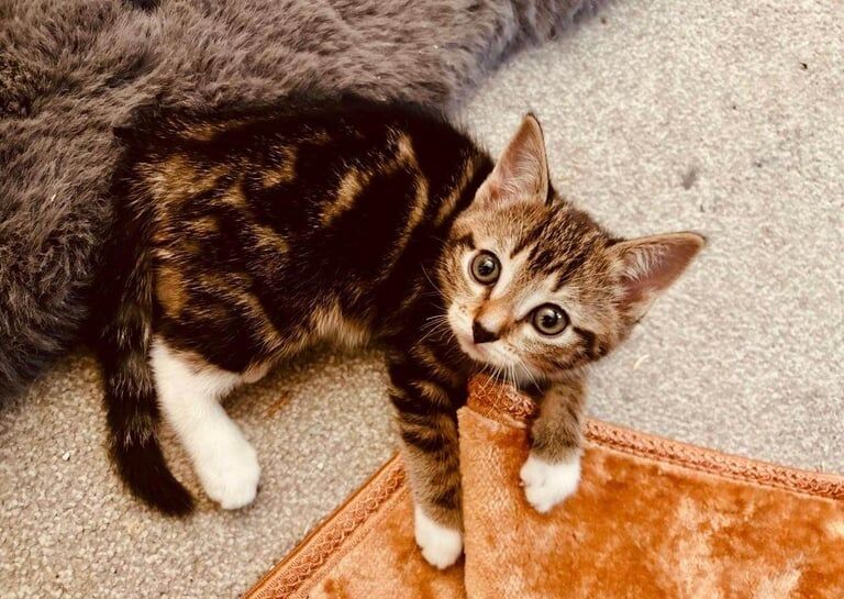 Ragdoll kittens for sale in Heaton Mersey, Greater Manchester – 10 weeks old