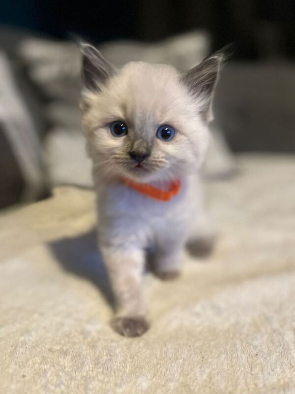 Beauttiful Ragdoll Kittens - 6 Boys 5 Girls for sale in Croydon, Greater London