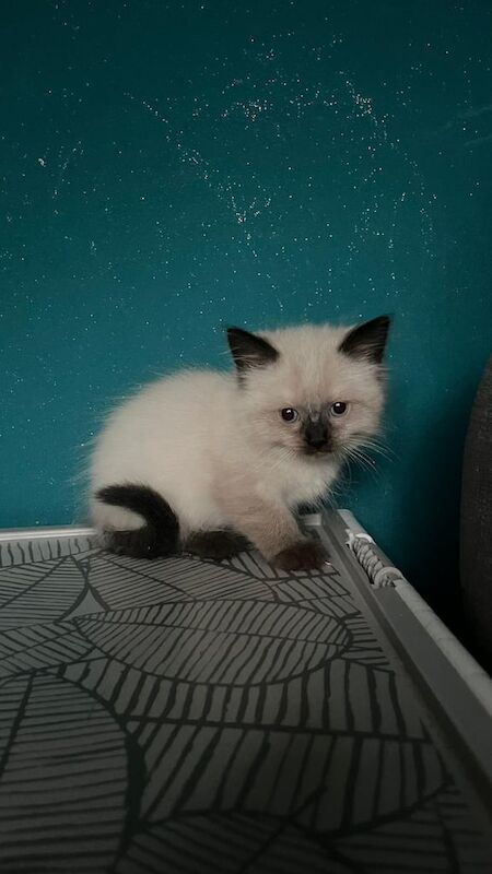 Ragdoll kittens for sale in Croydon, Greater London โ 8 months old - Image 2 of 3